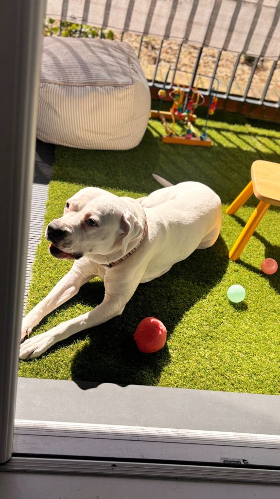 Dog for rehoming