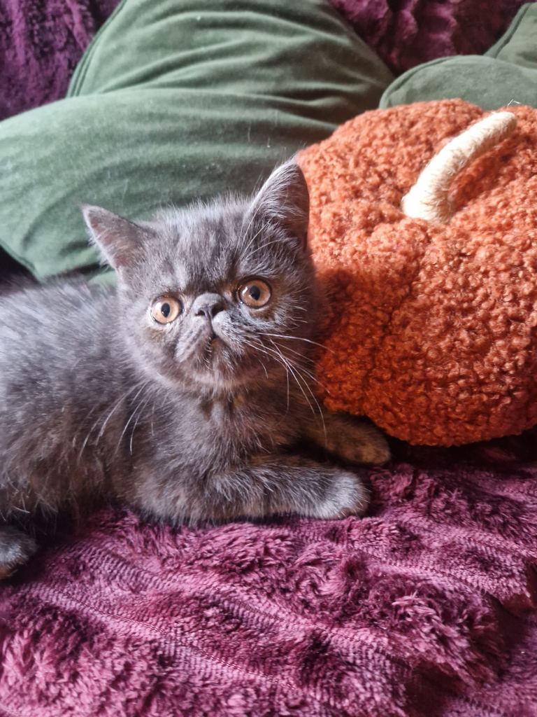 Blue persian exotic 