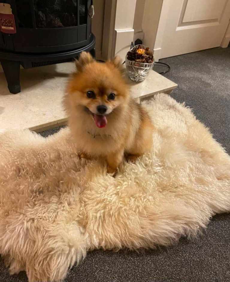 Pomeranian dog