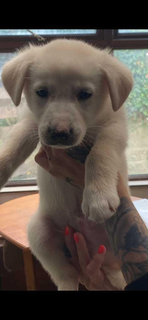 Husky x Labrador(huskadors) puppies for sale