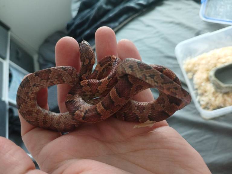 2x snakes a bearded dragon and a leaopard gecko