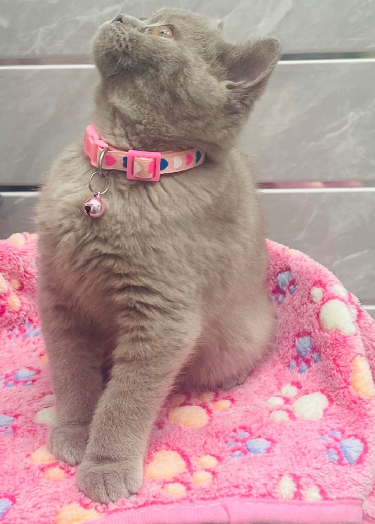 image for Stunning Female Lilac Kitten 10 Weeks Old!