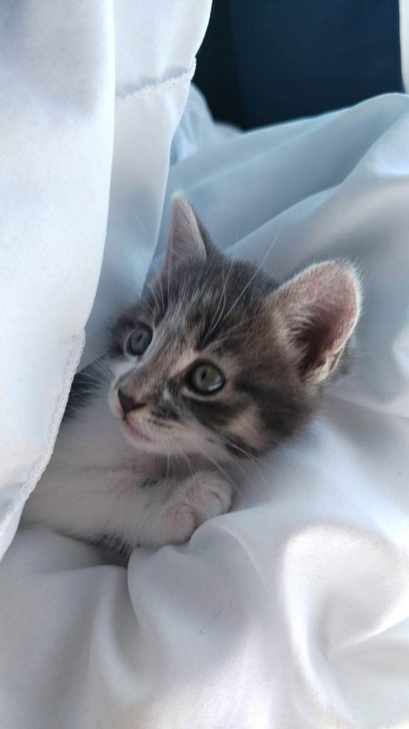 5 kittens