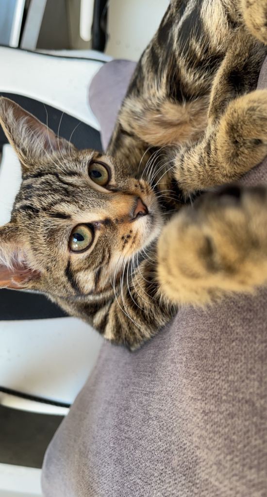 3 Year Old Tabby Cat🐾