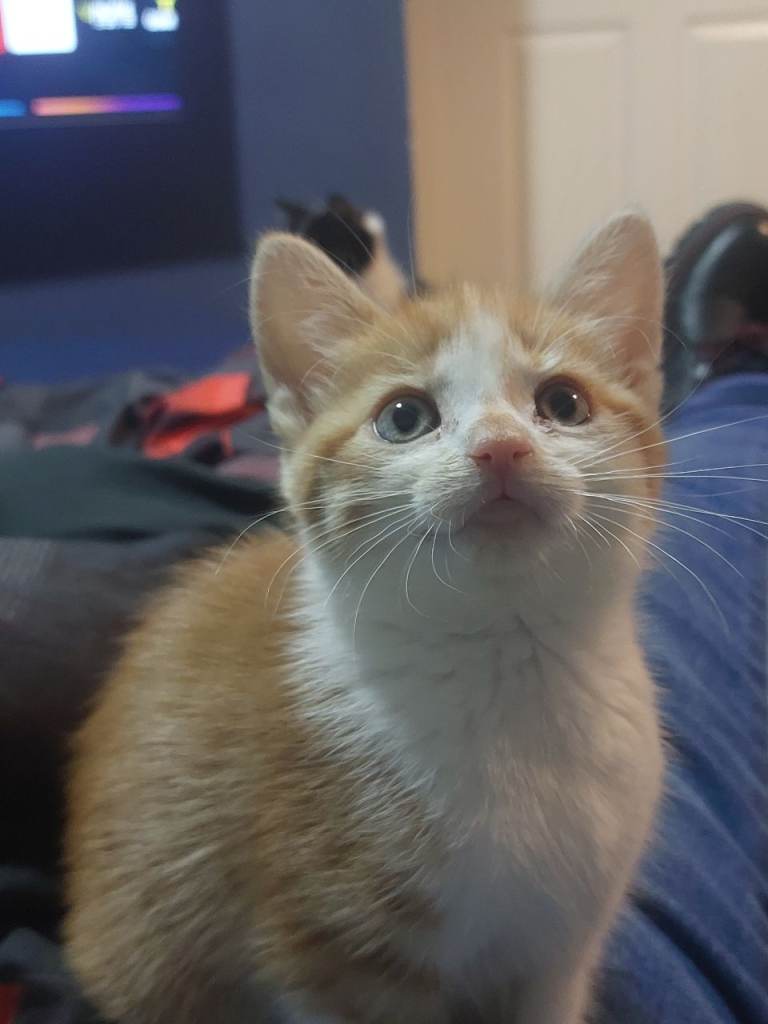 Beautiful Kittens Ready for New Homes 11th september 