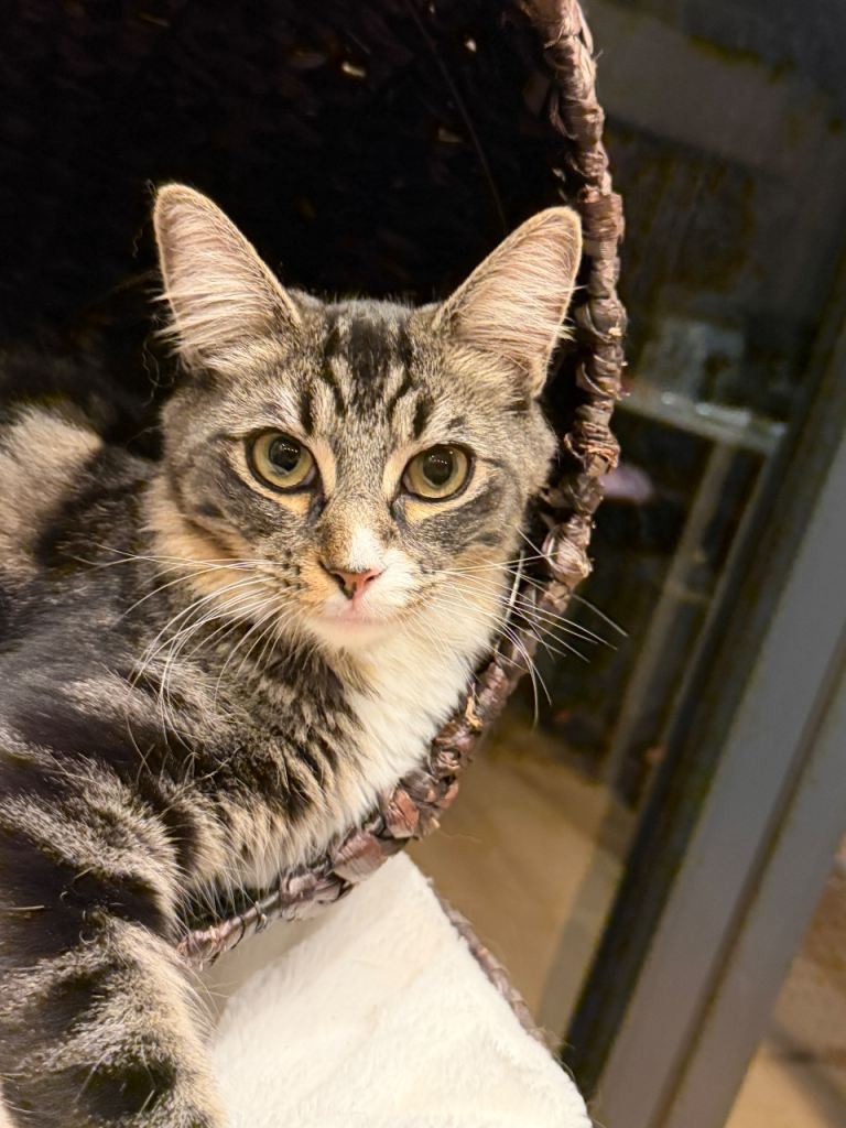 Half Ragdoll Gorgeous Boy 