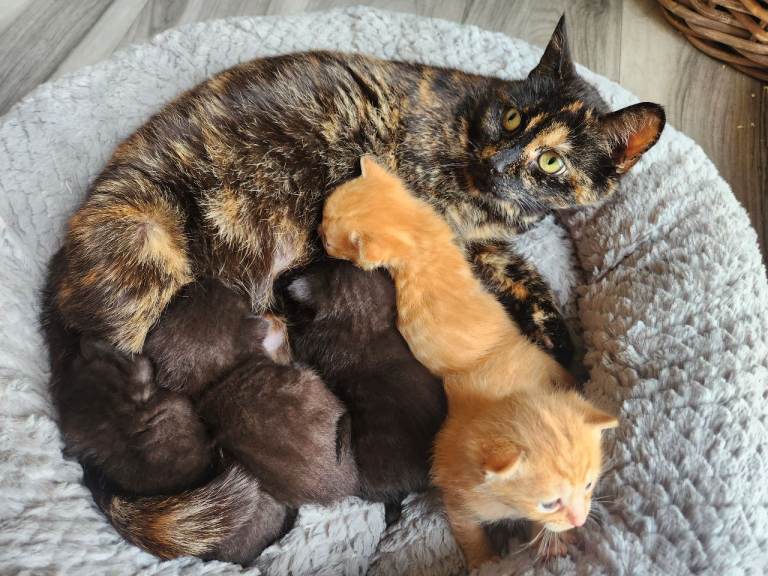 Adorable Kittens looking for their forever home. 