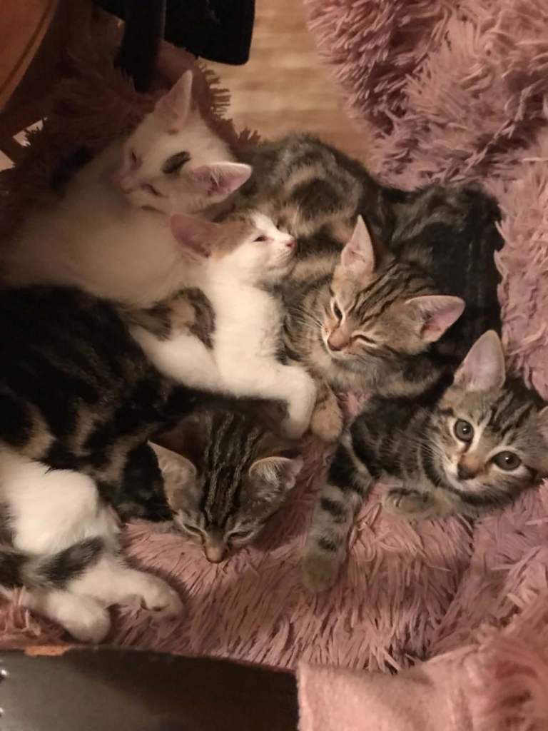 6 kittens for sale DOMESTIC SHORTHAIR