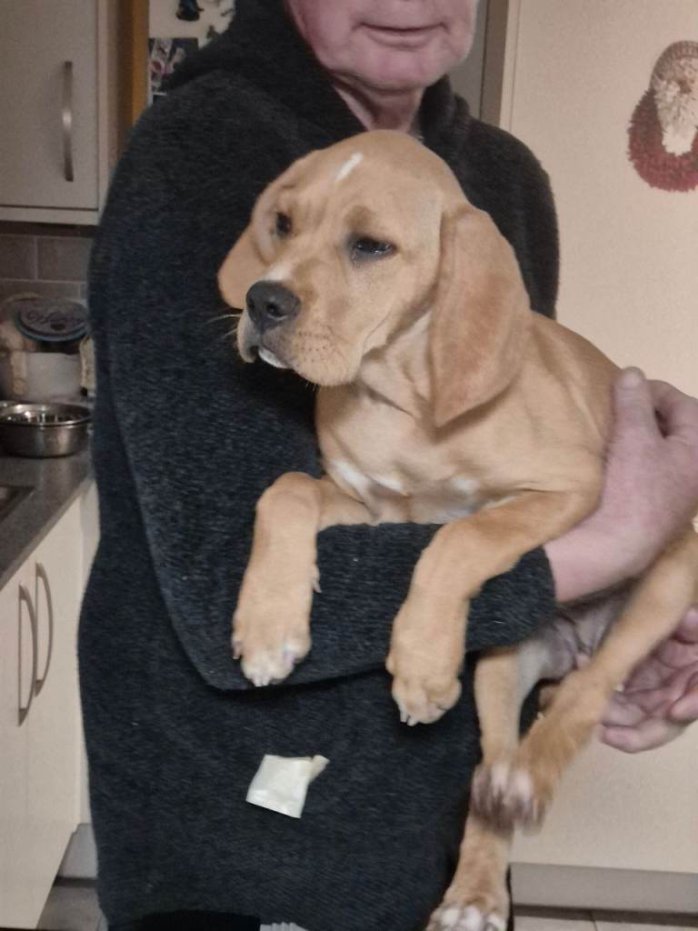 Portuguese pointer bitch pup for sale