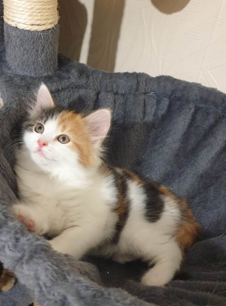 * Rare Tri-Colour British Long Hair Kitten – Super Fluffy