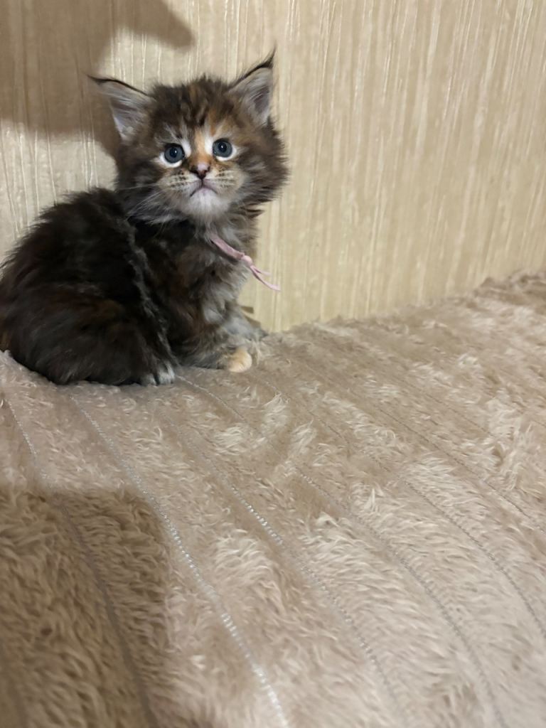 Maine Coon Kittens — Fluffy, Friendly, Ready Soon