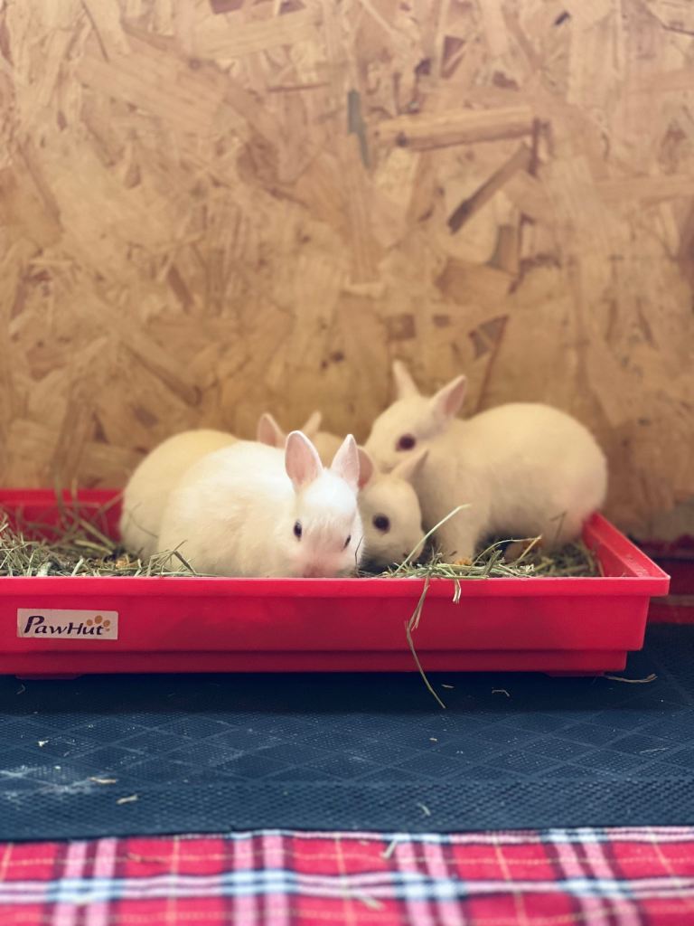 RABBITS FOR SALE -£30 EACH-