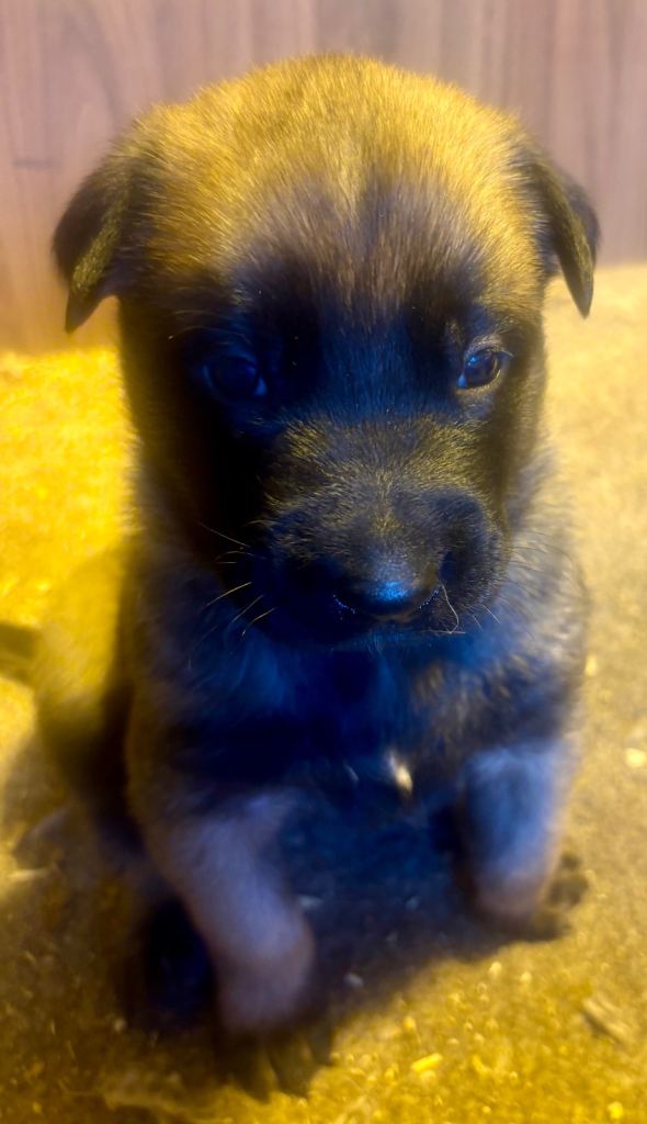 Belgian Malinois puppies