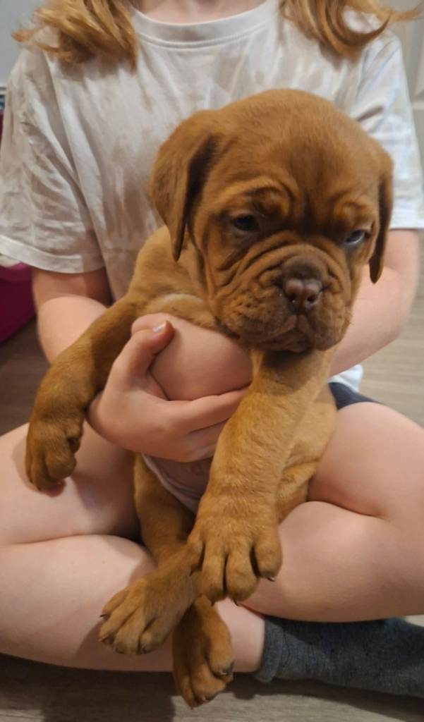 Pedigree Dogue De Bordeaux puppies