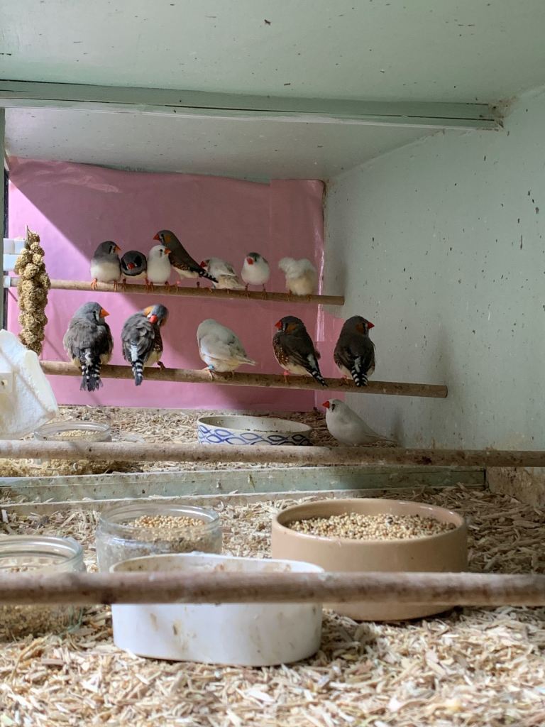 Zebra finches plus 1 male diamond dove
