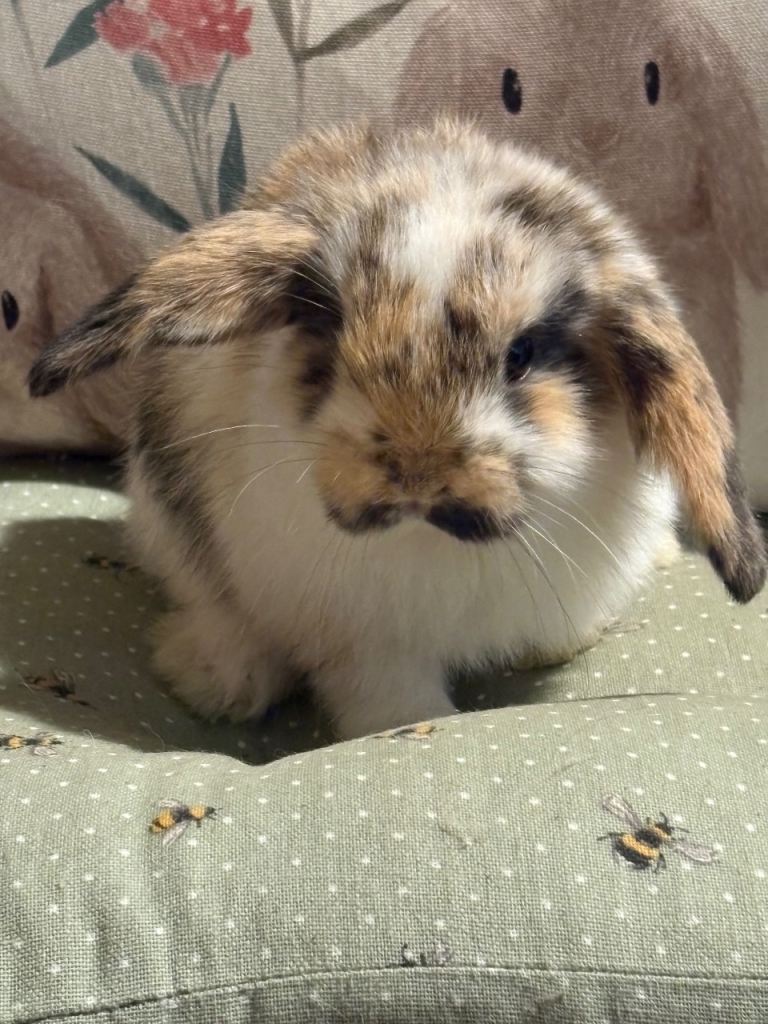 Indoor raised mini lops and lion lops - vaccinated 