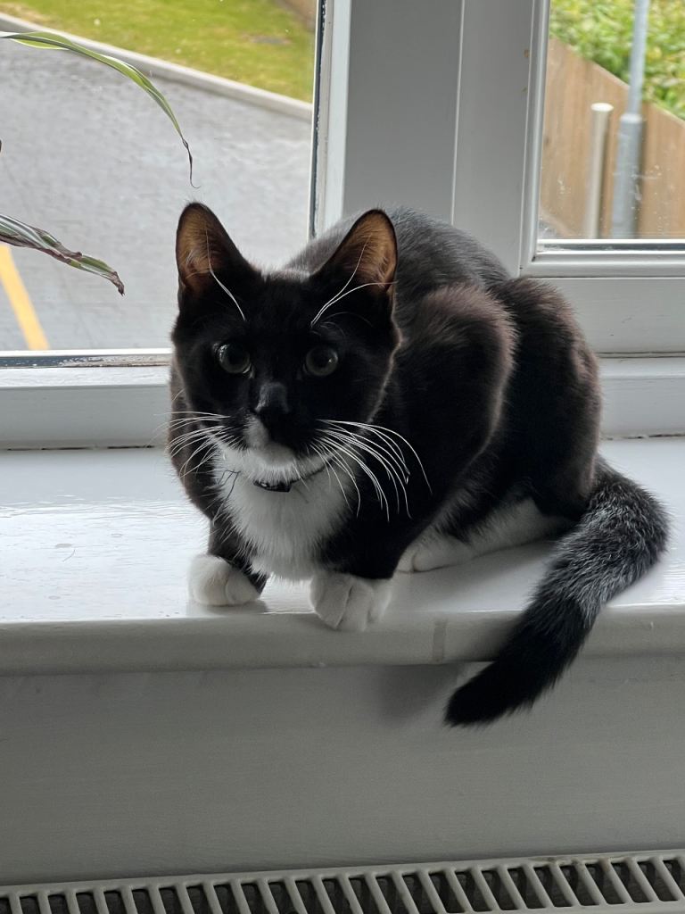 5 months old boy kitten 