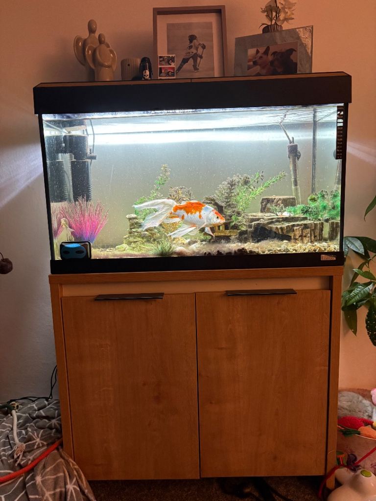 Three foot tropical set up