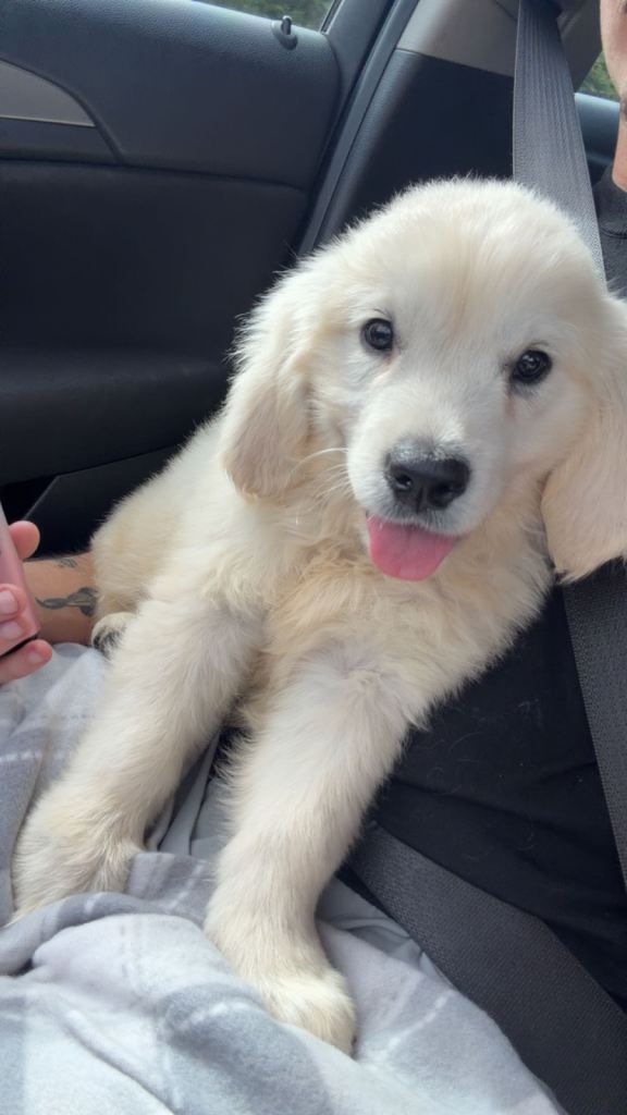 Golden retriever puppy