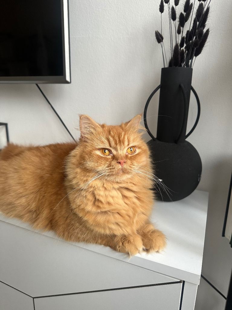 Rare ginger ( red) British long hair 