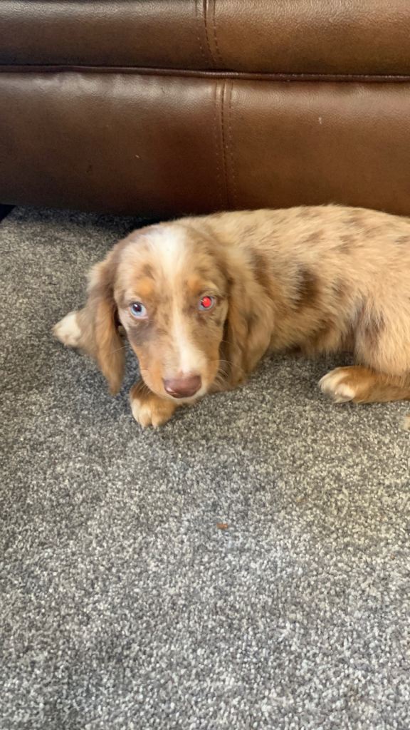 1 beautiful blue eyed boy dachshund puppy ready to leave for his forever loving home 