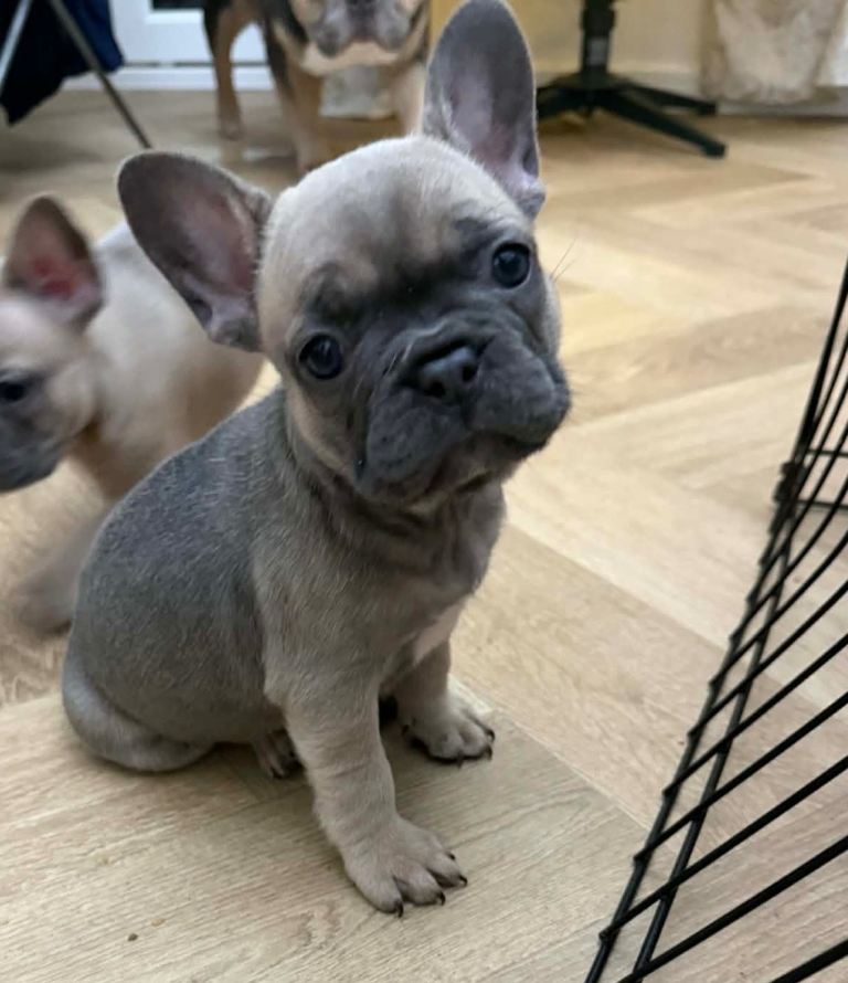 Frenchie puppies 