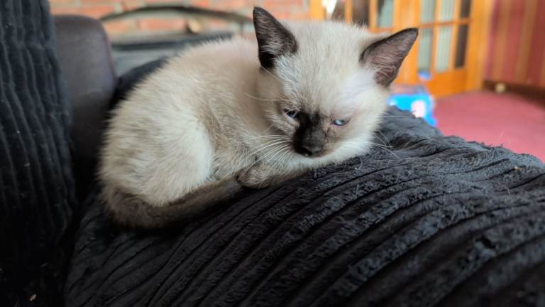 Ragdoll Cross Siamese kittens Black,/ white kitten