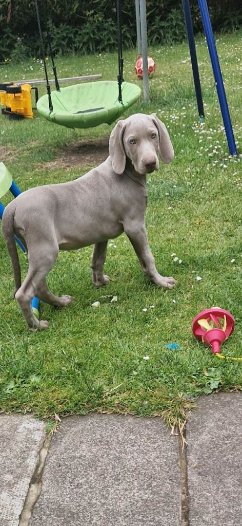 Weimaraner Puppy 4 months old