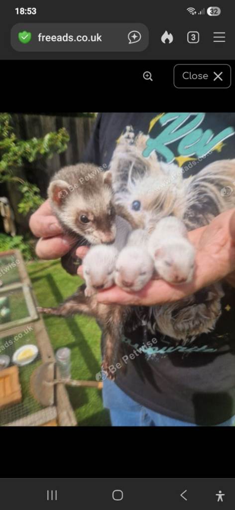 Ferret kits