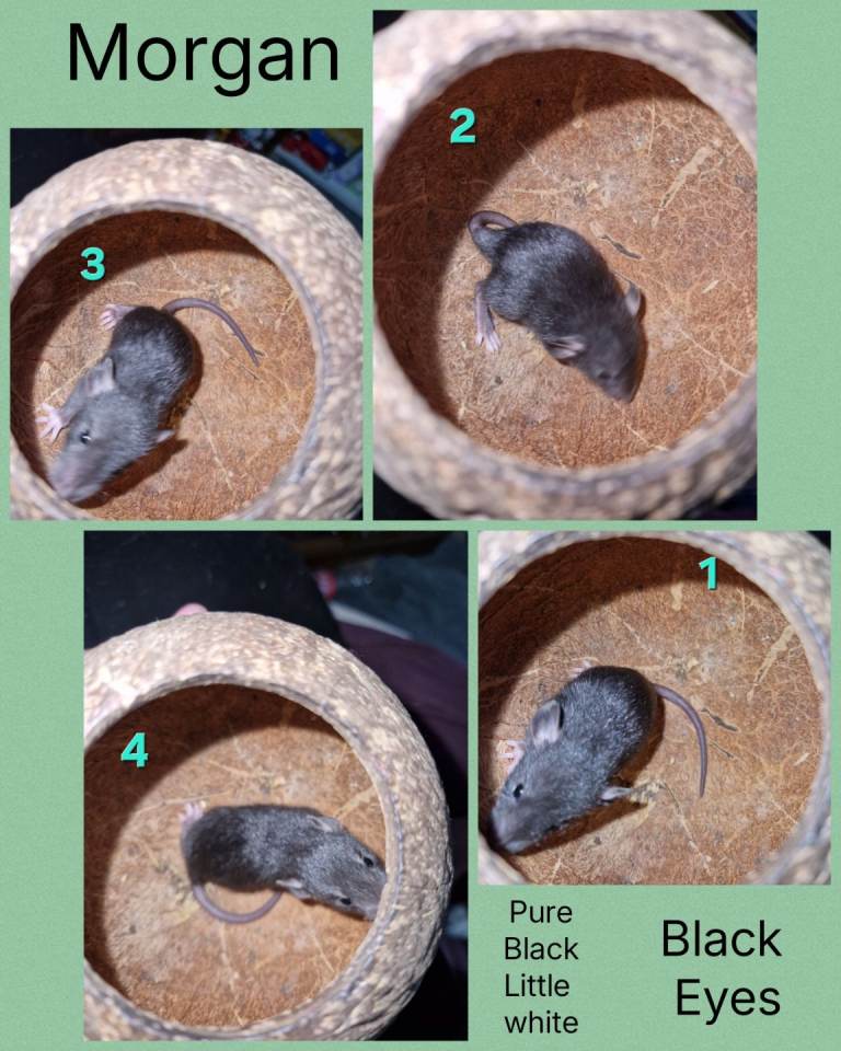 Baby Dumbo Rats 🐀 Ready when 8 weeks old 