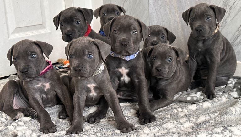 Cane corso puppies 