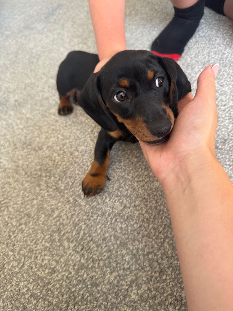 sausage dog