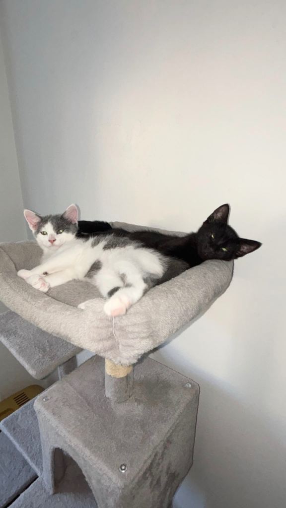 Russian Blue x Domestic Shorthair Kittens READ DESCRIPTION 