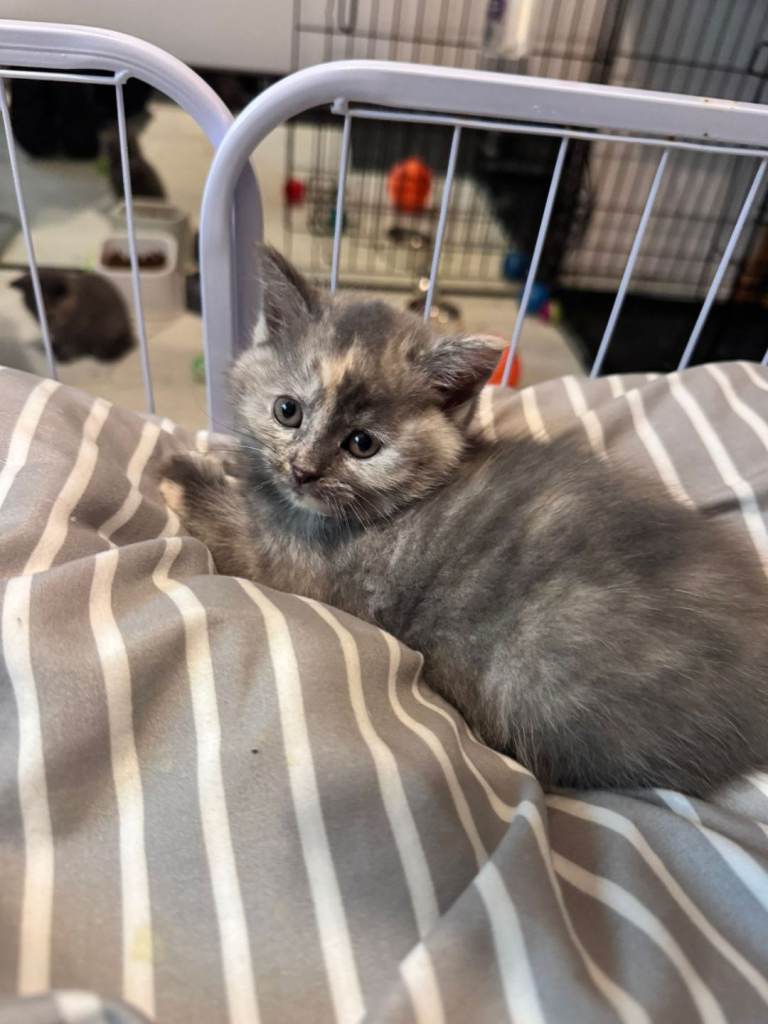 Kitten for sale 