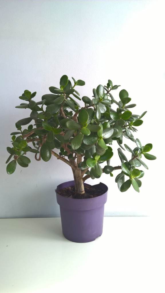image for 19 Years Old Money Tree/Jade Plant Succulent Bonsai.