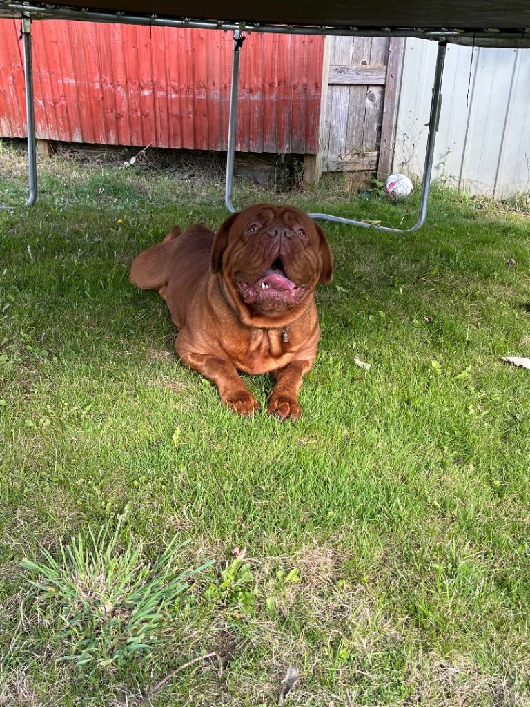 Dogue de Bordeaux