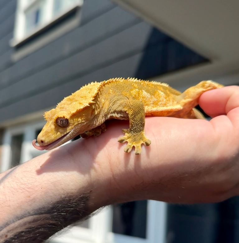 Male Crested Gecko with enclosure