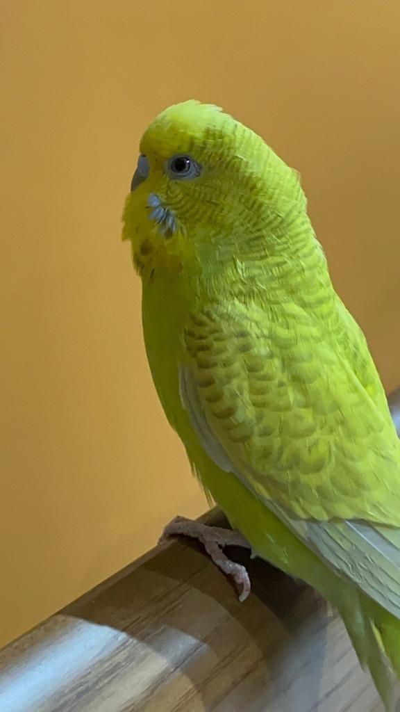 Budgie for sale 