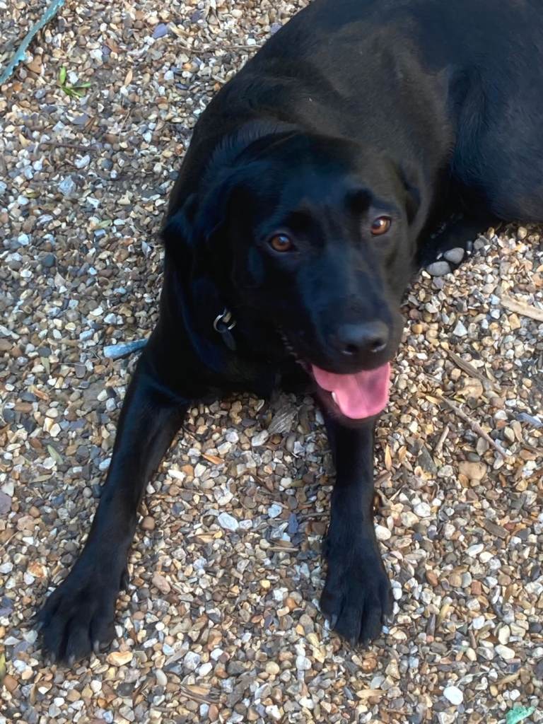 Gorgeous, friendly Lab