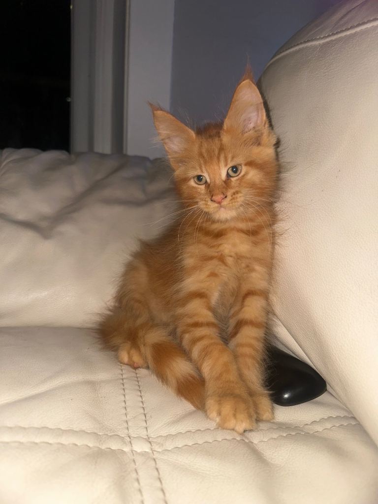 Russian bloodline Maine coons