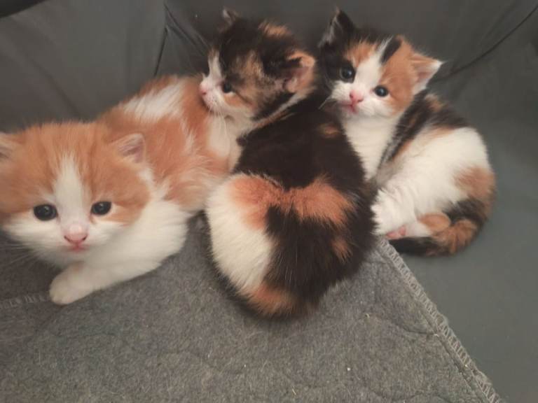 Brittish short hair cross maine coon