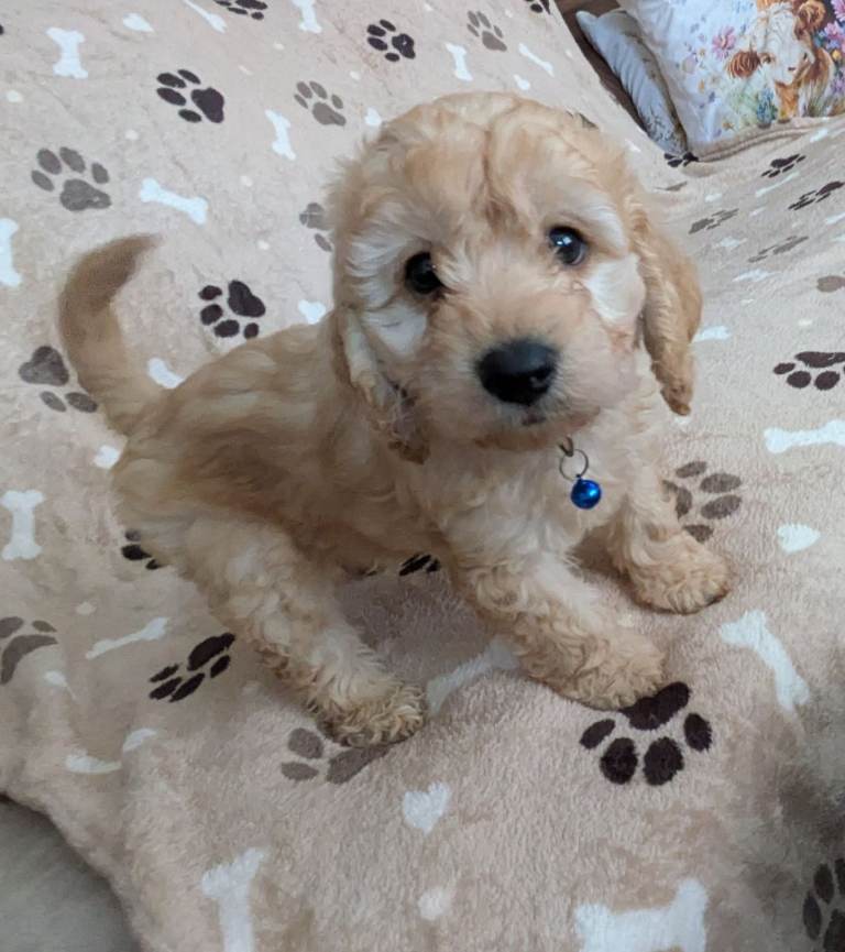 F2 cockapoo pups 