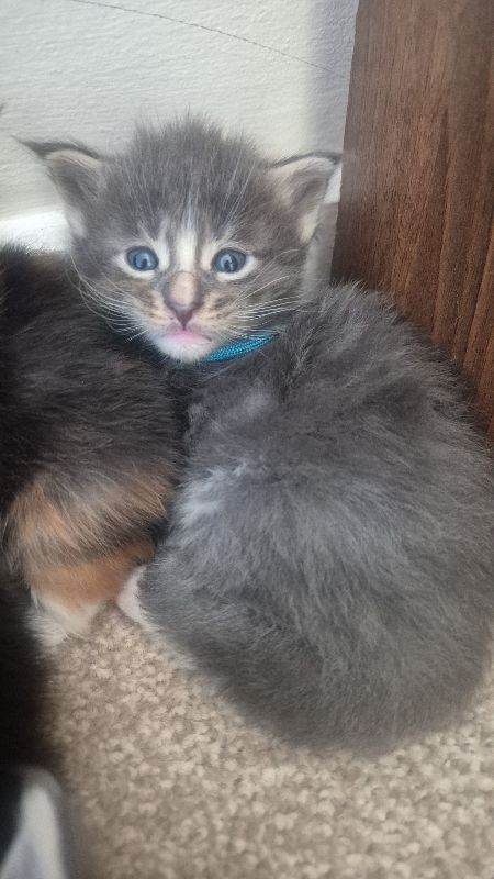 🐾 Your New Best Friend Awaits – Gorgeous Maine Coon Kittens 😸