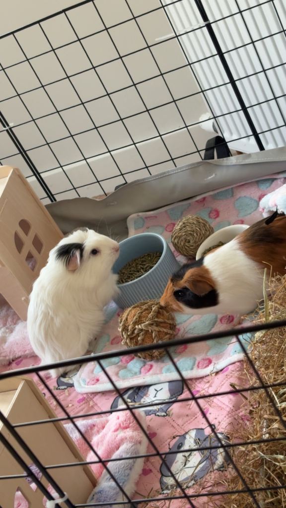 2 male guinea pigs 