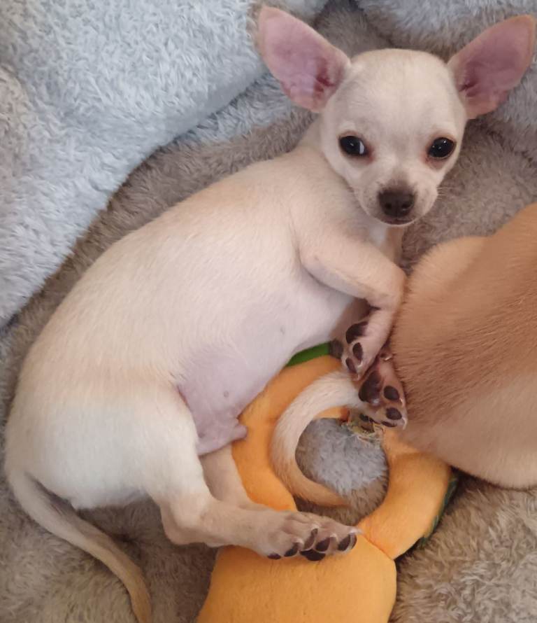 Chihuahua Puppies for Sale 🐾 beautiful Chihuahua puppies available  1 boy.