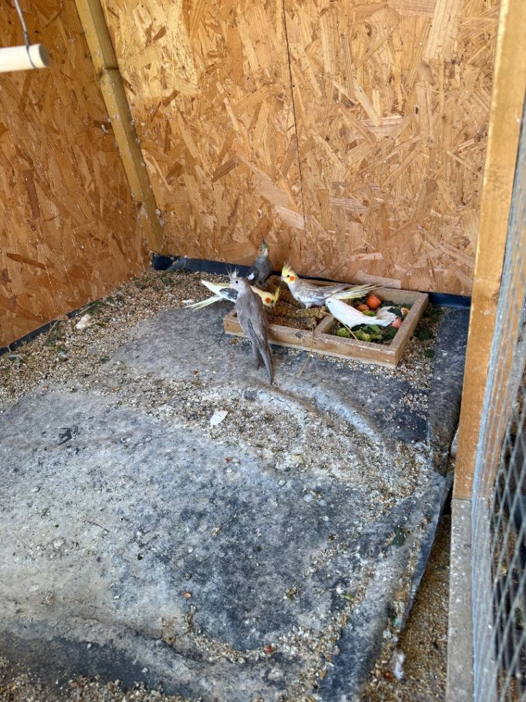 Young and beautiful cocktails 