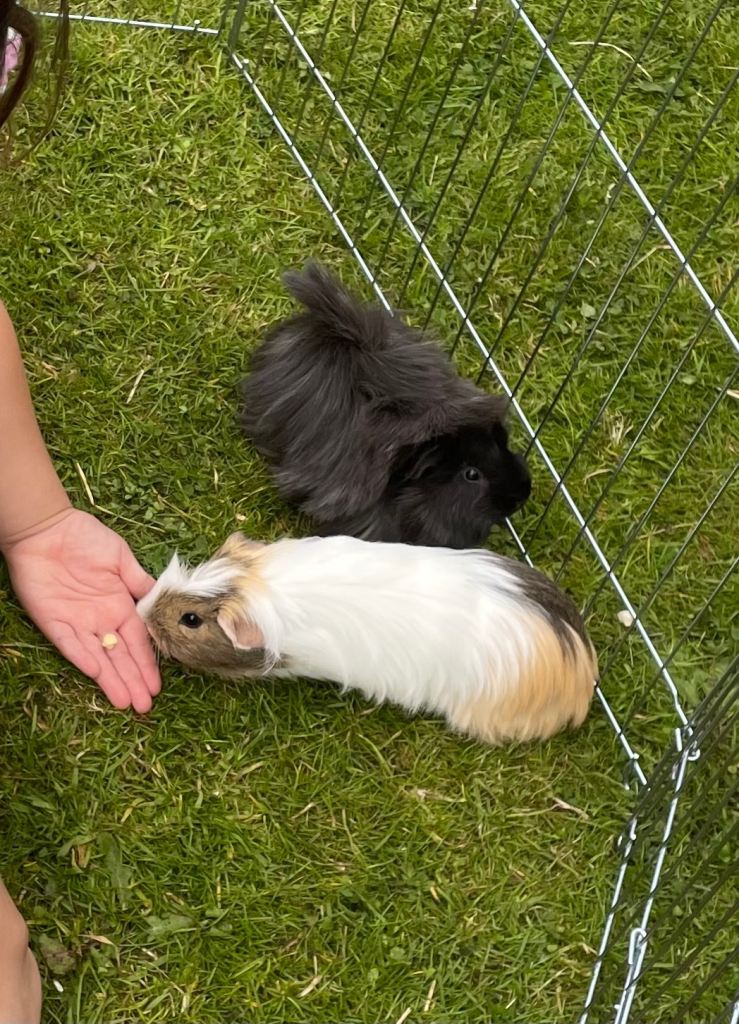 🐹 Leo & Aries – Lovely Pair of Guinea Pigs Looking for a New Home 🐹