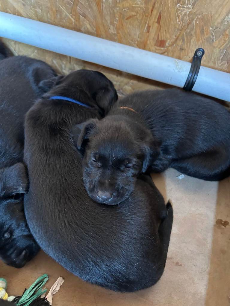 Black Labrador Pups (excellent pedigree)