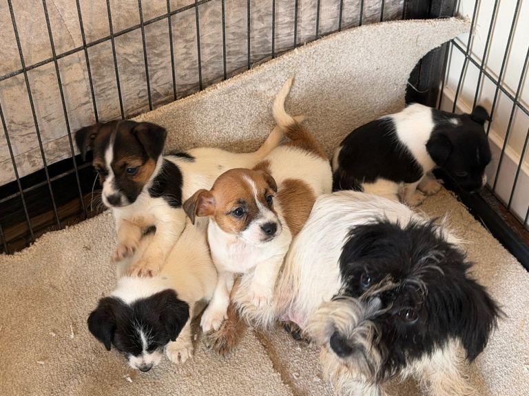 Miniature Jackrussel 