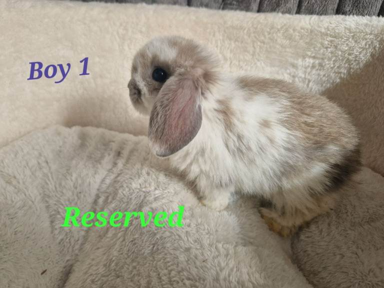 Mini lop x Mini Lion Lop baby bunnies available